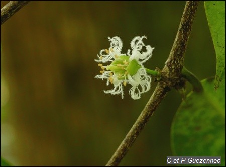 Fleur de Bois d'Ail, Cassipourea guianensis.