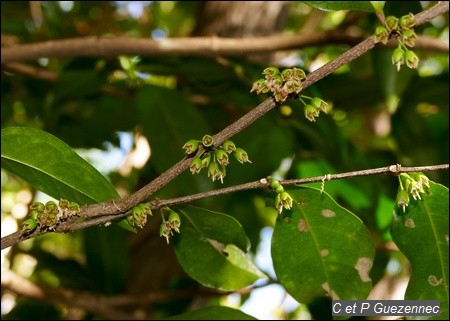  Fruits de Bois d'Ail, Cassipourea guianensis.