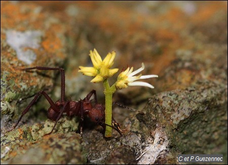 fourmi coupe-feuille, manioc ou champignonniste, Acromyrmex octospinosus 