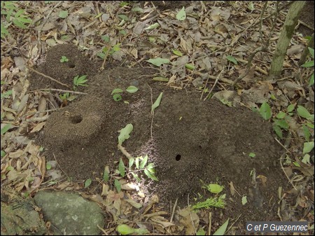 Fourmilière de la fourmi coupe-feuille, manioc ou champignonniste