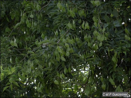 Savonnette avec ses gousses, Lonchocarpus benthamianus