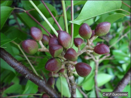 Fruit du Gommier Rouge, Bursera simaruba