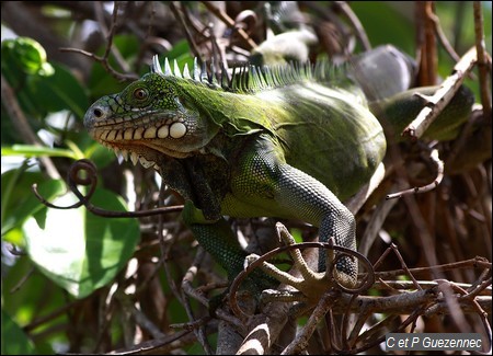 Iguane des Petites Antilles, Iguana delicatissima