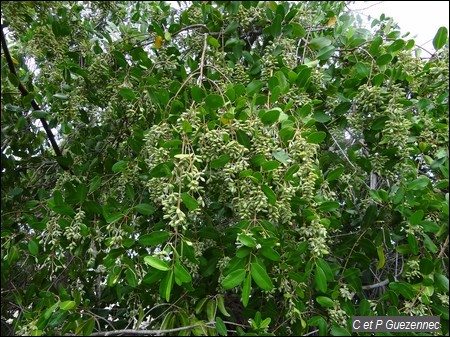 Palétuvier Blanc, Laguncularia racemosa