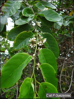 Dalbergia ecastaphyllum
