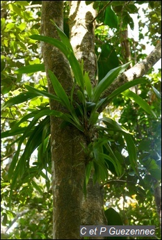 Orchidée Oncidium altissimum