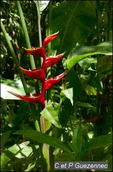 Balisier Heliconia bihai
