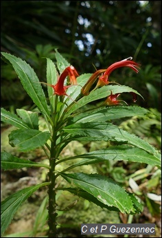 Herbe poison, Lobelia persicifolia