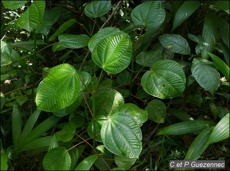 Côtelette grandes feuilles, Graffenriedia latifolia