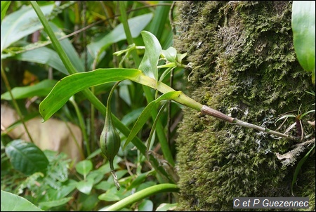 Orchidée Epidendrum angustilobum