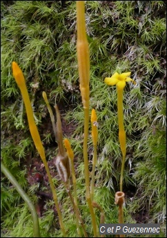 Muguet jaune, Voyria aphylla