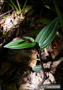 Orchidée Psilochilus macrophyllus