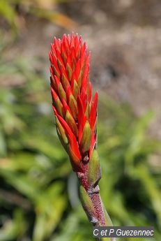 Ananas rouge (Pitcairnia bifrons)