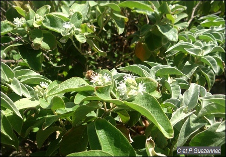 Arbuste ti-baume, Croton flavens