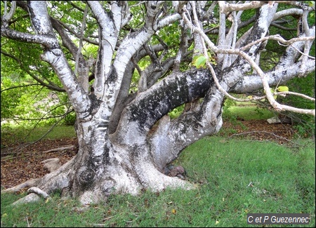Gros arbre Mapou gris