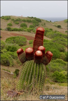 Cactus Melocactus intortus polycéphale