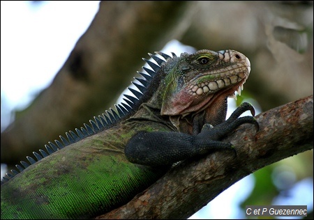 Iguane des Petites Antilles. Iguana delicatissima