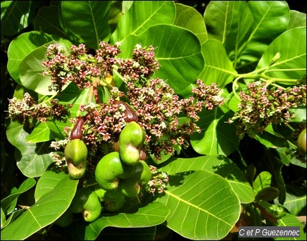 Anacardier avec fleurs et fruits, Anacardium occidentale