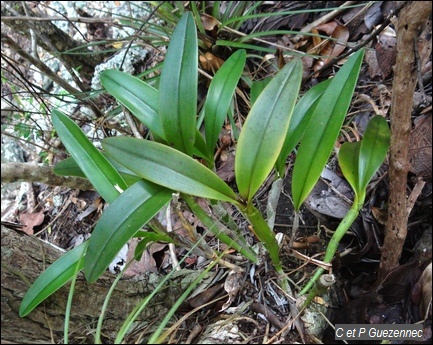 Plant d'orchidée Epidendrum ciliare