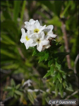 Heliotropium ternatum.