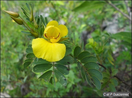 Balai-savane, Chamaecrista glandulosa