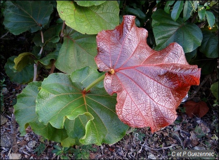 Raisinier grandes feuilles, Coccoloba pubescens