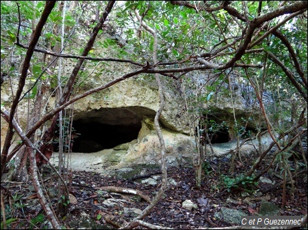 Grottes de Voûte à Pin