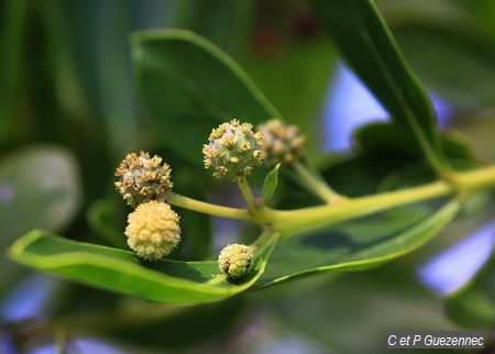 Fleurs de palétuvier gris, Conocarpus erecta
