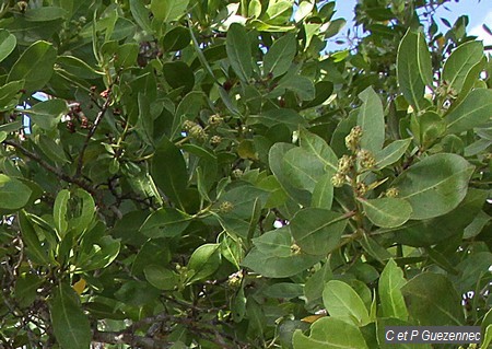 Palétuvier gris Conocarpus erecta