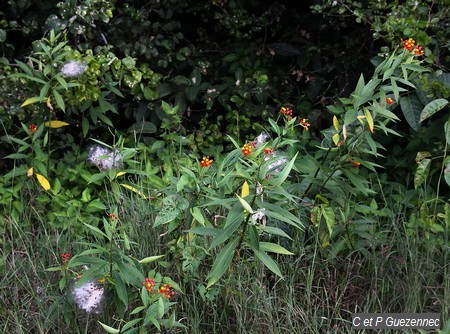 L'herbe à ouate en fleur ou calypso, Asclepias curassavica.