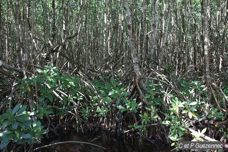 Palétuviers rouges, Rhizophora mangle