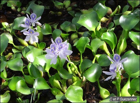 Jacinthe d'eau, Eichhornia crassipes
