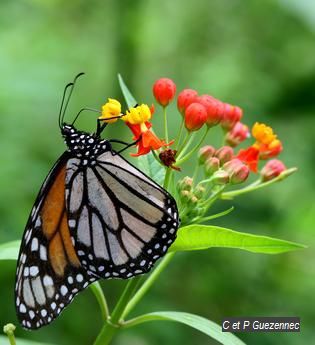  Papillon Monarque (Danaus plexippus tobagi)