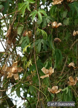 Rose-Bois, Merremia tuberosa