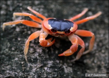 Crabe Touloulou. Gecarcinus lateralis