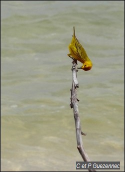Paruline jaune ou Ti jaune, Dendroica petechia