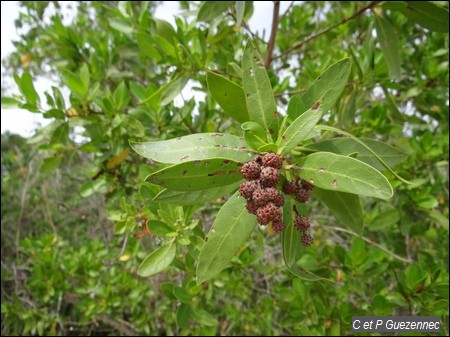 Palétuvier Gris, Conocarpus erecta