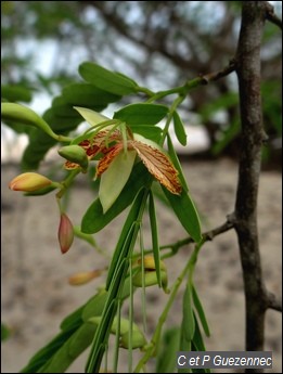 Tamarinier en fleur, Tamarindus indica