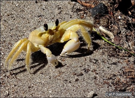 Crabe mal Zoreille, Ocypode quadrata
