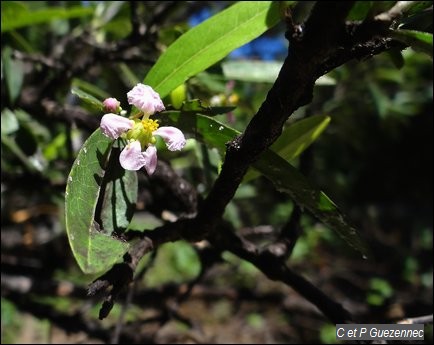Fleur de cerisier pays, Malpighia sp. 