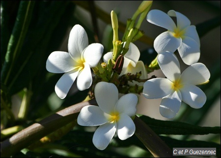 Fleurs de Frangipanier blanc, Plumeria alba