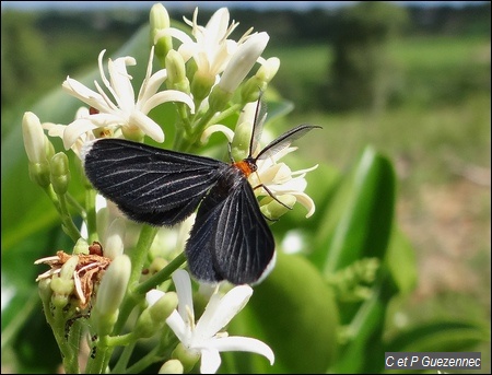 Papillon Melanchroia chephise
