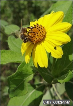abeille, Apis mellifera