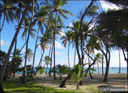 Les cocotiers de la plage de La Feuillère