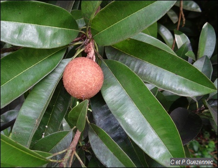 Fruit de Sapotillier Manilkara zapota 