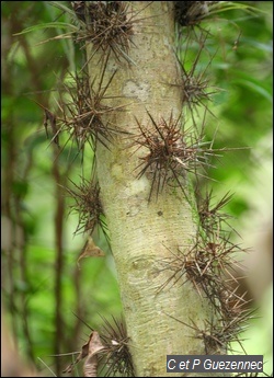 Bois oursin ou Attrape-sot, Xylosma buxifolium