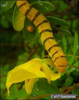Chenille de Piéride des jardins, Phoebis sennae.