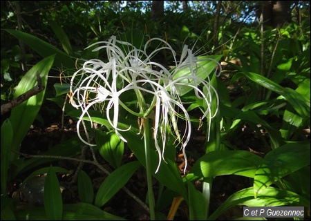 Fleur de  lys blancs, Hymenocalis caribaea