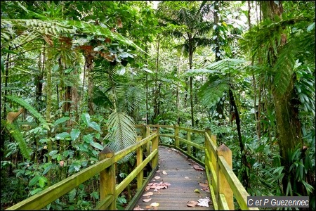 Passerelle de découverte de la forêt humide