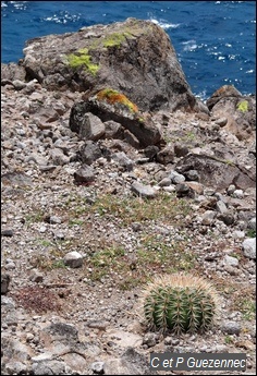 Cactus Tête à l'Anglais, Melocactus intortus